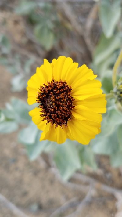 Encelia palmeri, photographed by Alan Rockefeller