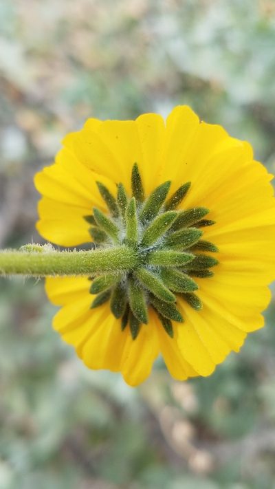 Encelia palmeri, photographed by Alan Rockefeller