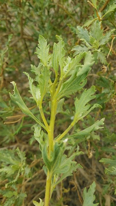 Encelia laciniata, photographed by Alan Rockefeller