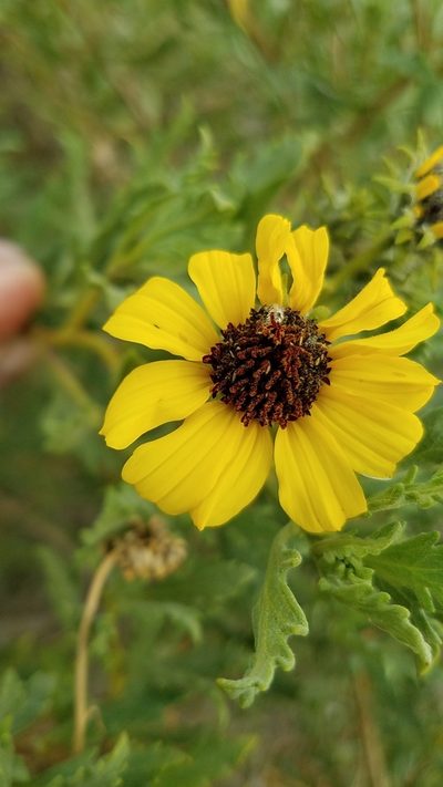 Encelia laciniata, photographed by Alan Rockefeller