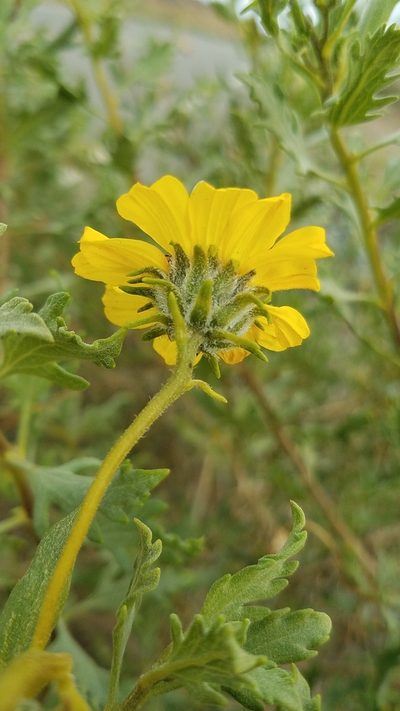 Encelia laciniata, photographed by Alan Rockefeller