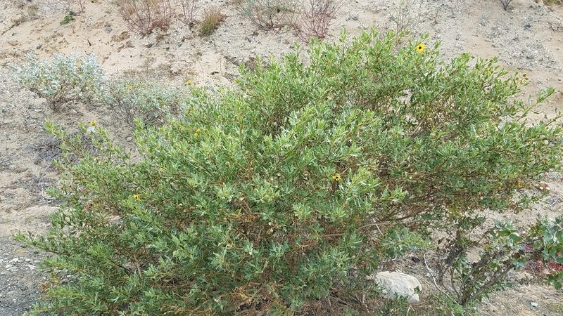 Encelia laciniata, photographed by Alan Rockefeller