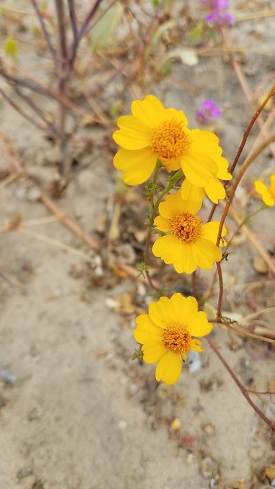 Boeberastrum anthemidifolium, photographed by Alan Rockefeller