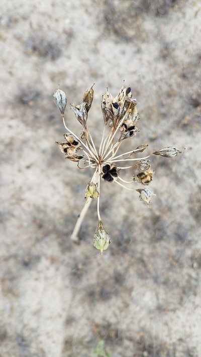 Triteleiopsis palmeri, photographed by Alan Rockefeller
