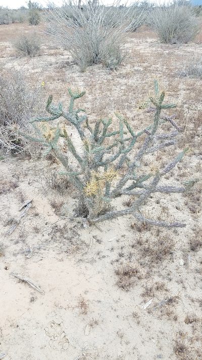 Cylindropuntia molesta, photographed by Alan Rockefeller