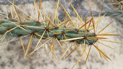 Cylindropuntia molesta, photographed by Alan Rockefeller