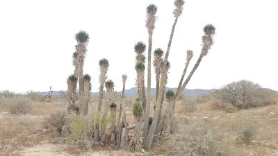 Yucca valida, photographed by Alan Rockefeller