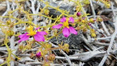 Zygophyllum pachyacanthum, photographed by Alan Rockefeller
