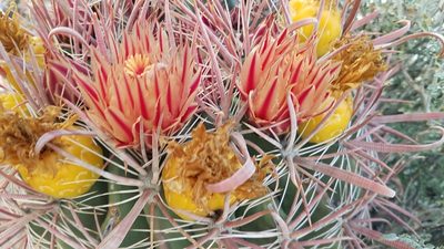 Ferocactus peninsulae, photographed by Alan Rockefeller