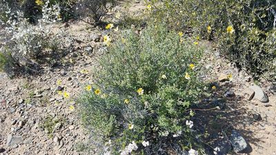 Encelia asperifolia, photographed by Alan Rockefeller