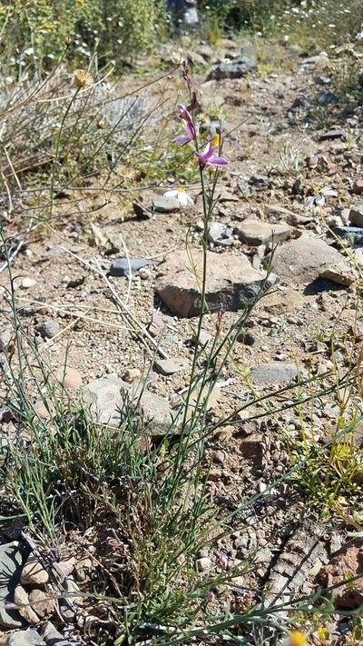 Rhinotropis desertorum, photographed by Alan Rockefeller