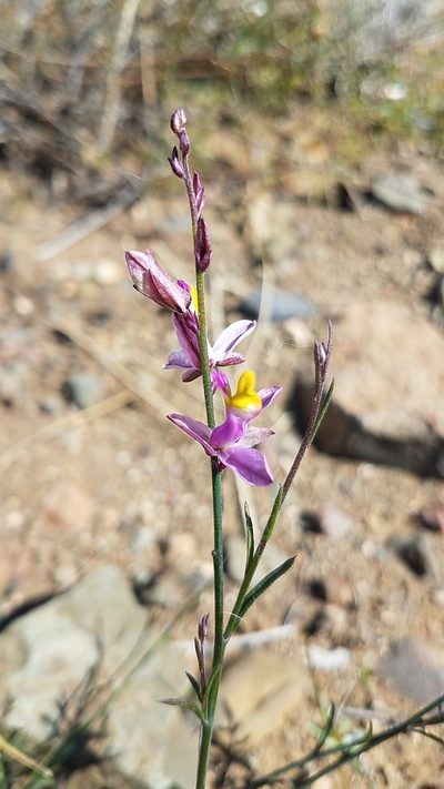 Rhinotropis desertorum, photographed by Alan Rockefeller