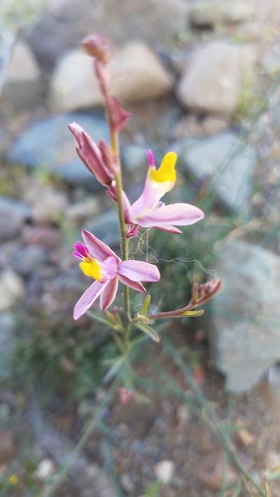 Rhinotropis desertorum, photographed by Alan Rockefeller