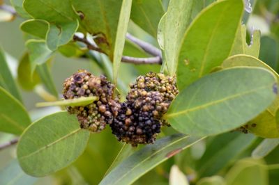 Salacia crassifolia, photographed by Douglas