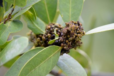 Salacia crassifolia, photographed by Douglas