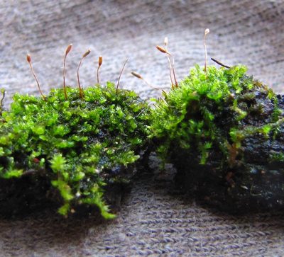 Pseudoamblystegium subtile, photographed by Ken Kneidel
