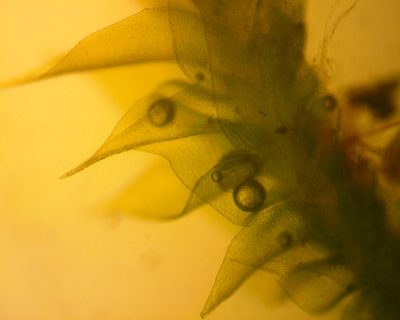 Pseudoamblystegium subtile, photographed by Ken Kneidel