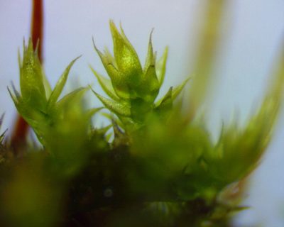 Pseudoamblystegium subtile, photographed by Ken Kneidel