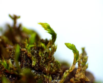 Pseudoamblystegium subtile, photographed by Ken Kneidel