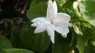 Jasminum sambac, photographed by Ong Jyh Seng