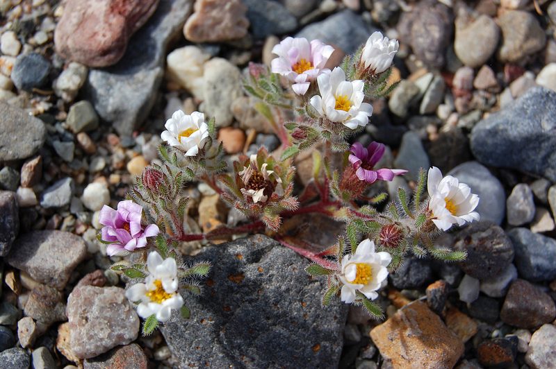 Monoptilon bellidiforme, photographed by marek