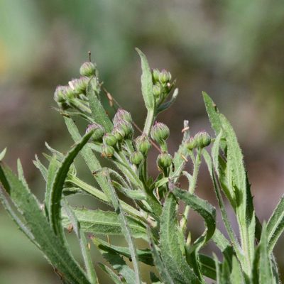 Pluchea parvifolia, photographed by Bill Levine