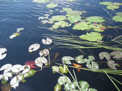 Nymphaea leibergii, photographed by Rob Foster