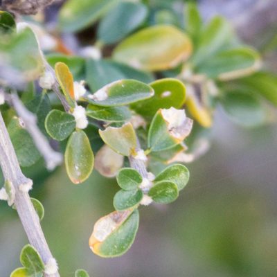 Adelia brandegeei, photographed by Bill Levine
