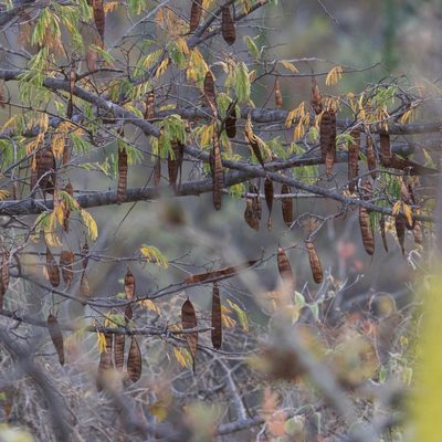 Lysiloma divaricatum, photographed by Bill Levine