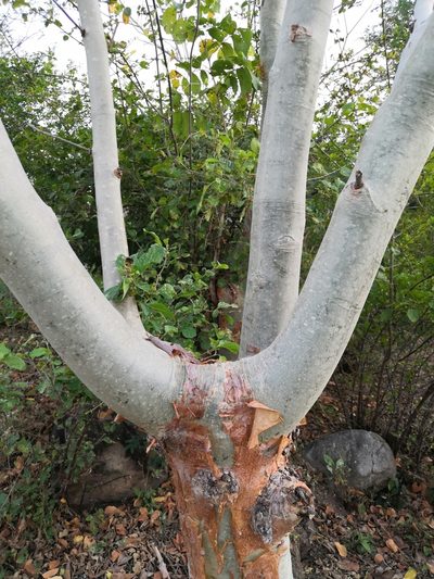 Bursera grandifolia, photographed by adel-fridus