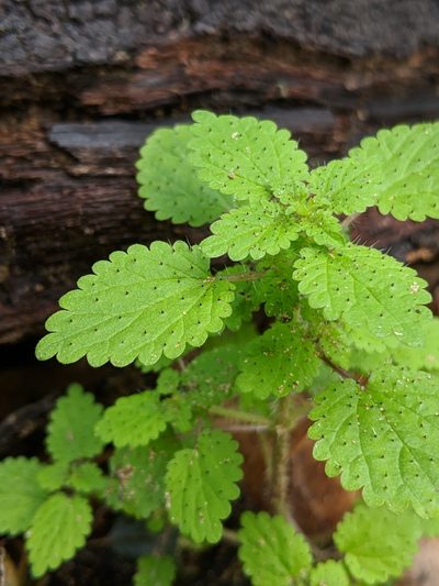 Hesperocnide tenella, photographed by Alex Heyman