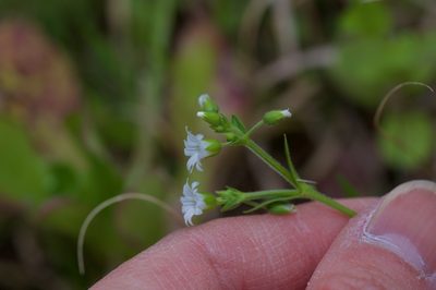 Cerastium brachypodum, photographed by Michelle W. （鍾偉瑋）
