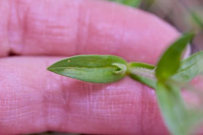 Cerastium brachypodum, photographed by Michelle W. （鍾偉瑋）