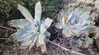 Dudleya anthonyi, photographed by Alan Rockefeller
