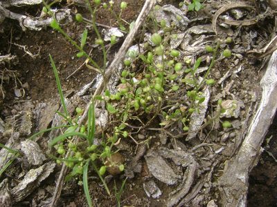 Hornungia procumbens, photographed by Adam J. Searcy