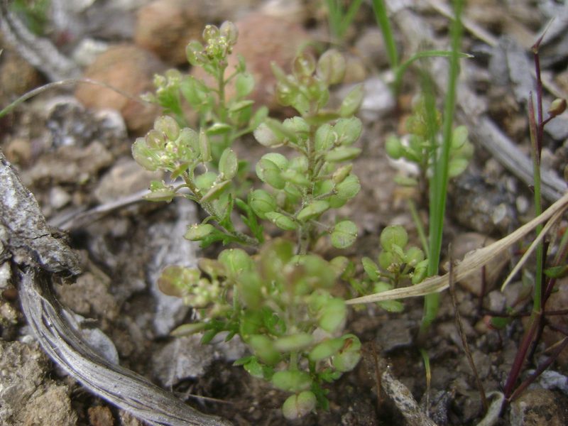 Lepidium oblongum, photographed by Adam J. Searcy