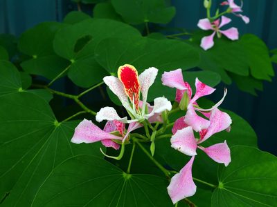 Bauhinia monandra, photographed by amantedarmanin