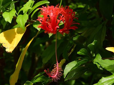 Hibiscus schizopetalus, photographed by amantedarmanin