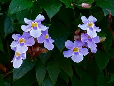 Thunbergia laurifolia, photographed by amantedarmanin