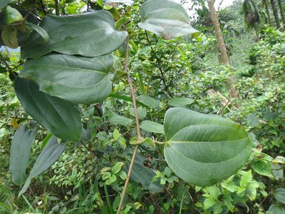 Smilax ocreata, photographed by 呂一起(Lyu yi-chi)