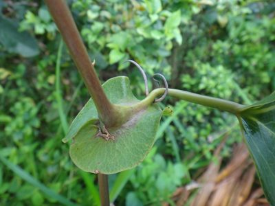 Smilax ocreata, photographed by 呂一起(Lyu yi-chi)