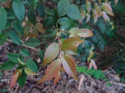 Vaccinium bracteatum, photographed by 呂一起(Lyu yi-chi)