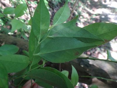 Vaccinium bracteatum, photographed by 呂一起(Lyu yi-chi)