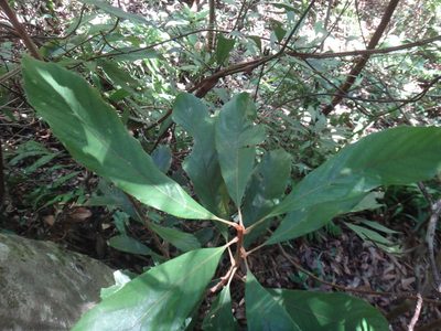 Meliosma rigida, photographed by 呂一起(Lyu yi-chi)