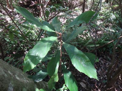 Meliosma rigida, photographed by 呂一起(Lyu yi-chi)