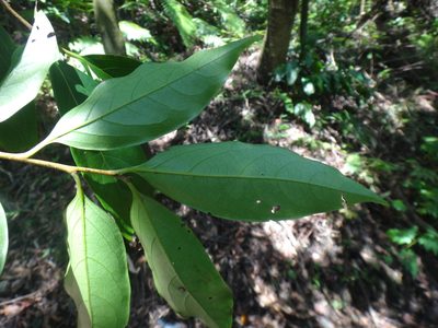 Diospyros morrisiana, photographed by 呂一起(Lyu yi-chi)