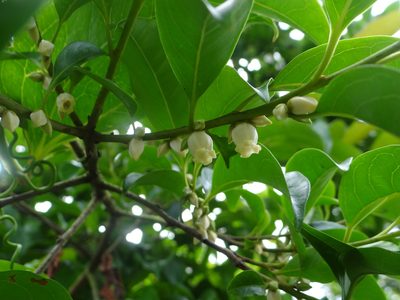 Diospyros morrisiana, photographed by 呂一起(Lyu yi-chi)