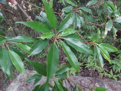 Elaeocarpus japonicus, photographed by 呂一起(Lyu yi-chi)