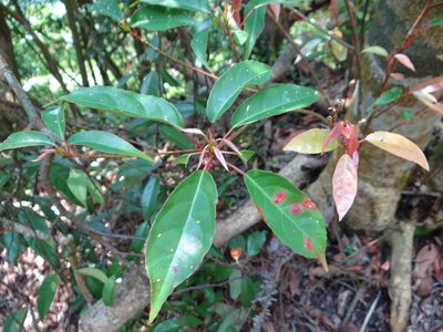 Elaeocarpus japonicus, photographed by 呂一起(Lyu yi-chi)