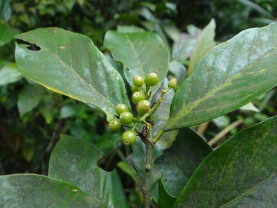 Aidia cochinchinensis, photographed by 呂一起(Lyu yi-chi)